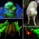 A host of shining animals in the name of Science