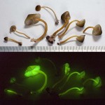 Bioluminescent Mushrooms – Foxfire