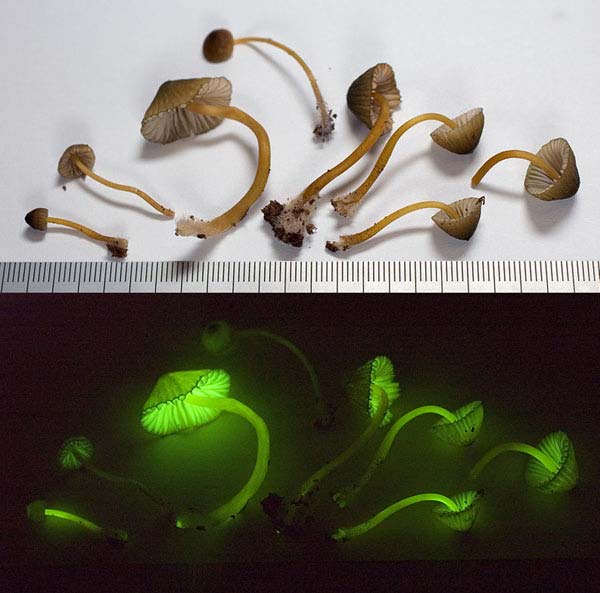 Bioluminescent Mushrooms – Foxfire Top 10 Light Emitting Creatures