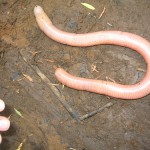 Earthworm_Jim