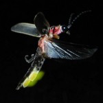 Fireflies