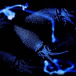 Firefly Squid