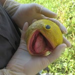 Pac_Man2