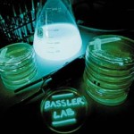 Vibrio Harveyi Bacteria1