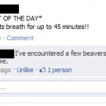 beaver