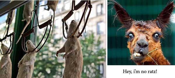 festival rat throwing The 10 Weird Festivals Where People Throw Things At Each Other