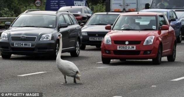 traffic troll 630x333 Traffic Trolling: Swan is doing it right