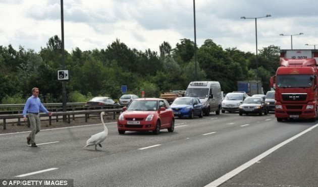 traffic troll3 630x371 Traffic Trolling: Swan is doing it right