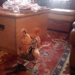 After purchasing chickens, my parents decided they required diapers for the house..