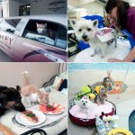 Barkley-Dog-Hotel-California-00