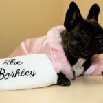 Barkley-Dog-Hotel-California-01