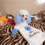 Barkley-Dog-Hotel-California-05