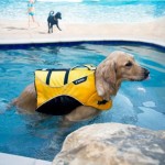 Barkley-Dog-Hotel-California-09