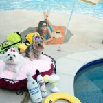 Barkley-Dog-Hotel-California-10