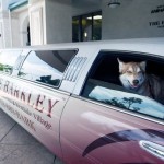 Barkley-Dog-Hotel-California-12