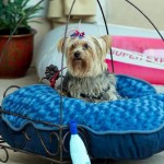 Barkley-Dog-Hotel-California-14