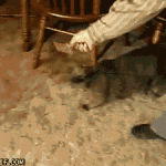 Cats. Adorable but not the sharpest knives in the block