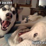 Damned Huskies.. Always Hyper.