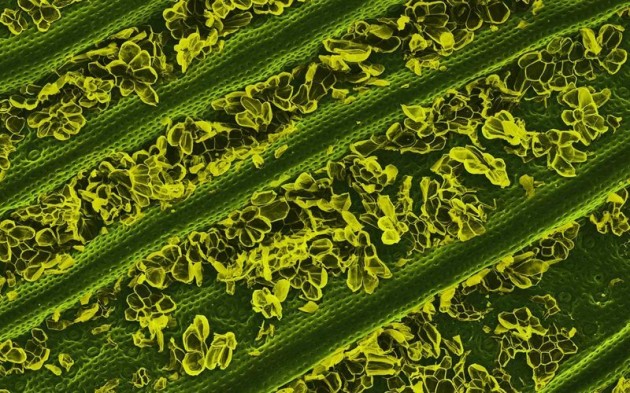 Food Electron Microscope 01 630x393 Amazing Photographs of Food Taken With Electron Microscope