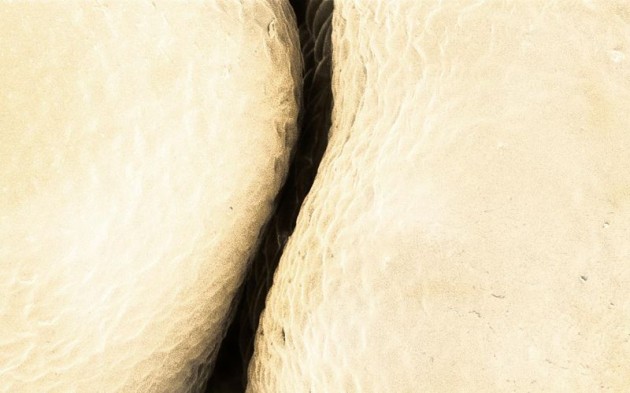 Food Electron Microscope 03 630x393 Amazing Photographs of Food Taken With Electron Microscope