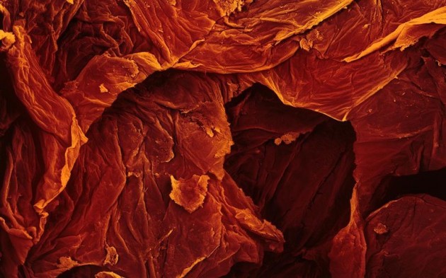 Food Electron Microscope 06 630x393 Amazing Photographs of Food Taken With Electron Microscope