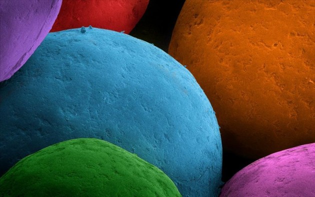 Food Electron Microscope 17 630x393 Amazing Photographs of Food Taken With Electron Microscope
