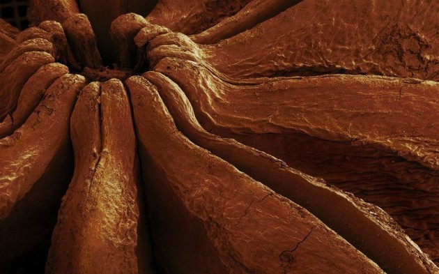 Food Electron Microscope 18 630x393 Amazing Photographs of Food Taken With Electron Microscope