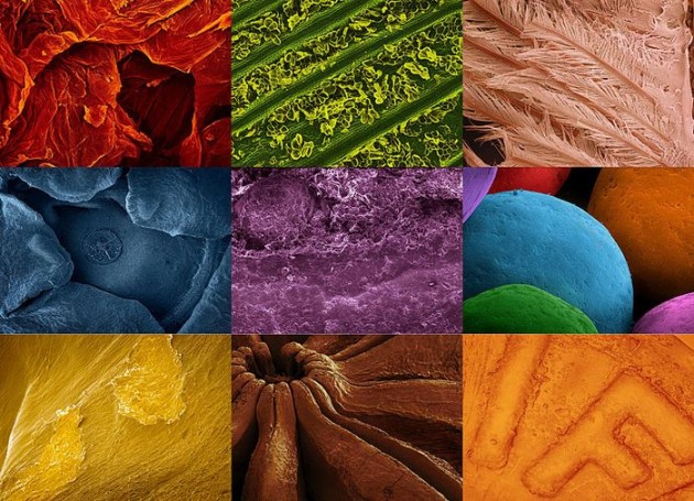 Food Electron Microscope 20 630x455 Amazing Photographs of Food Taken With Electron Microscope