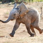 Happy Elephant is happy