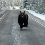 Hoverbear is coming for you
