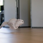 Hovercat (Second Generation)