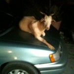 I tried leaving the party last night, but he had other plans