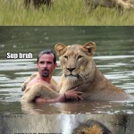 Lion facepalm