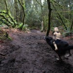 My dog as a star wars speeder bike.