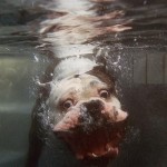 New kind of deep sea monster discovered off the coast of WHARRGHARBL