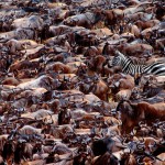 Oops! Wrong herd