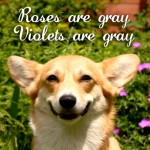 Roses are...
