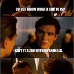 Shitzu