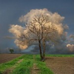 Sky + tree