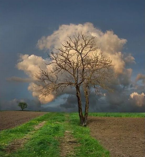 Sky + tree