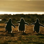 Sunset dance