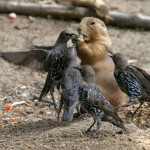 These chicks can't leave my nuts alone