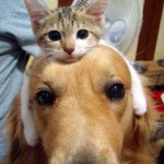 We All Need Somebody To Lean On
