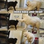 You so silly dog!
