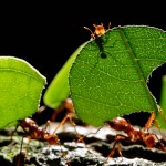 ants