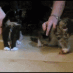 chuck norris kitty hunt