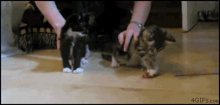 chuck norris kitty hunt