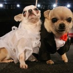 BELGIUM DOG SHOW