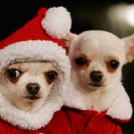 BELGIUM DOG SHOW