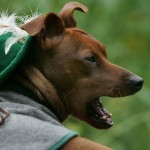 DOGS